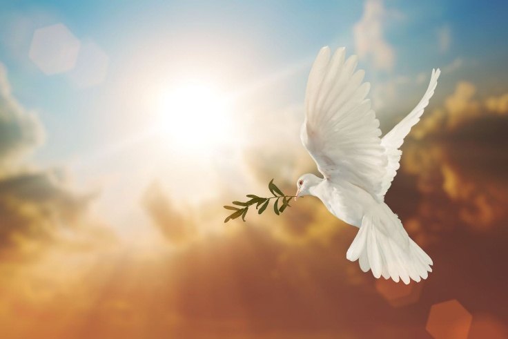 White dove carrying an olive branch across a sunlit sky